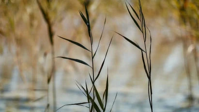Rügener Heilkreide Reiniger