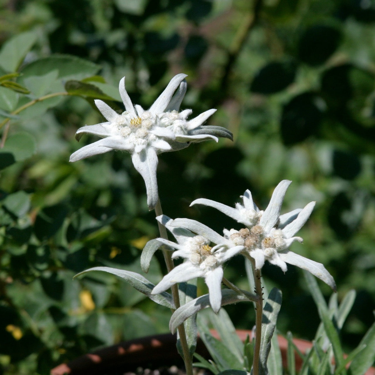 Blüte einer Edelweiss Pflanze