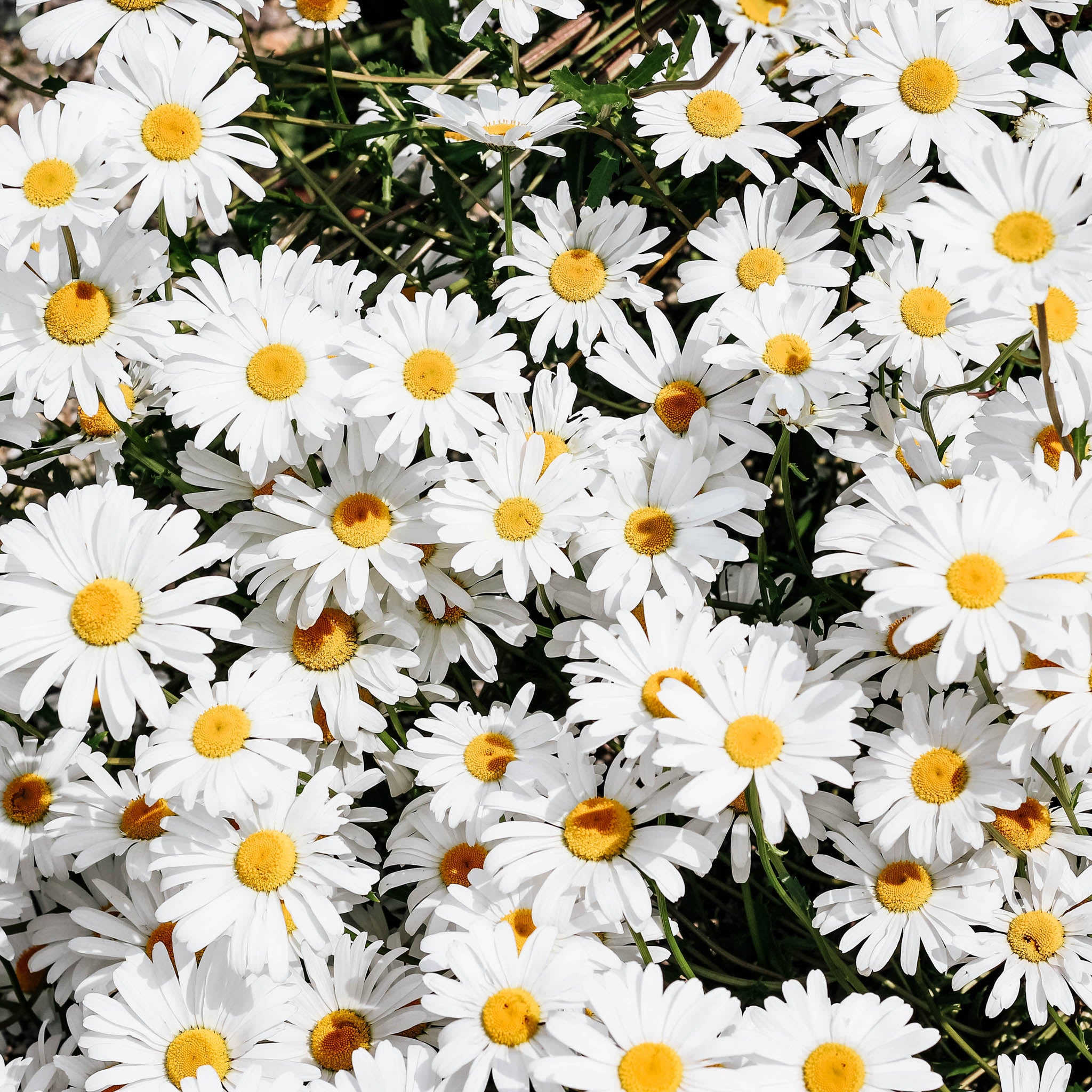 Kamillenblüten