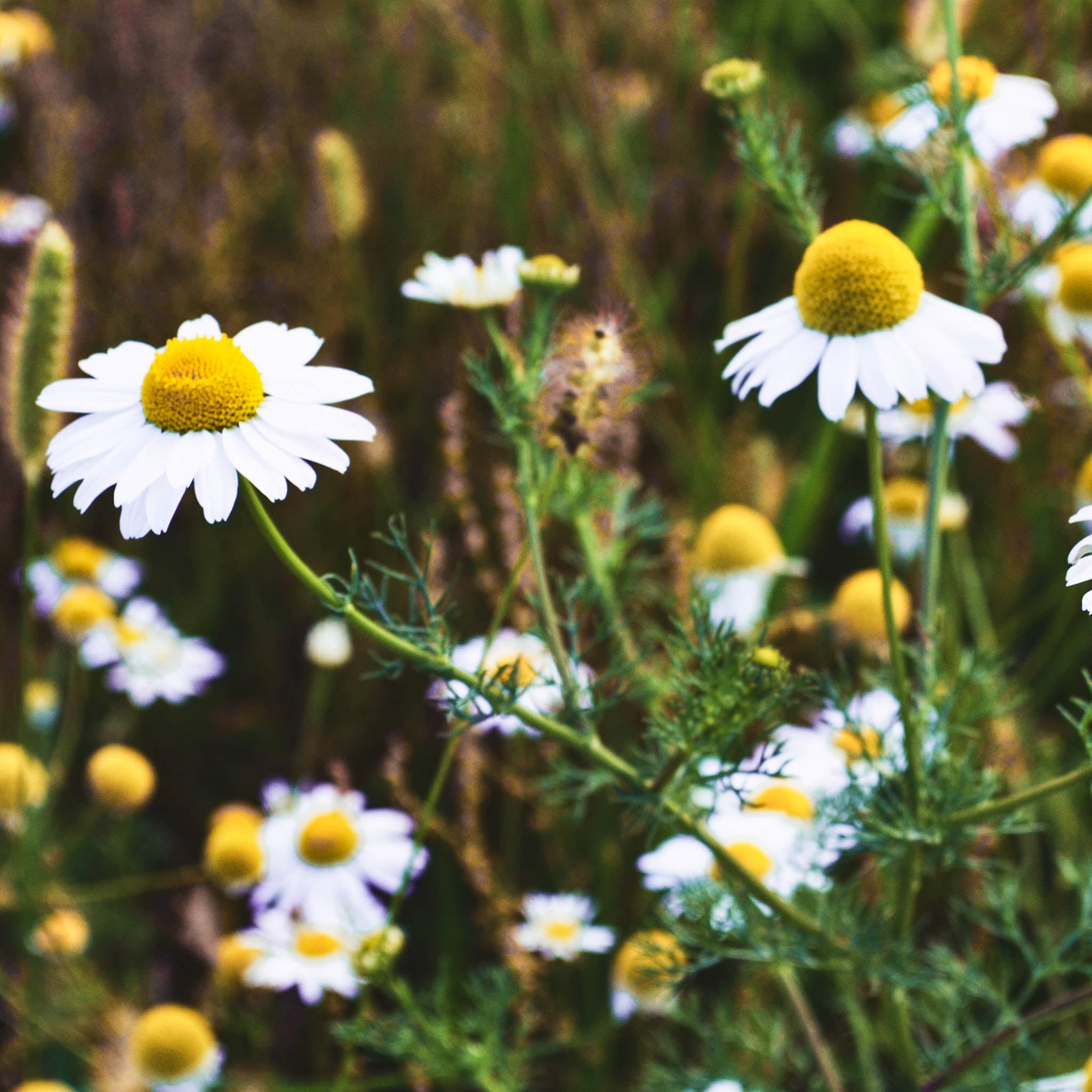 Kamillenblüten
