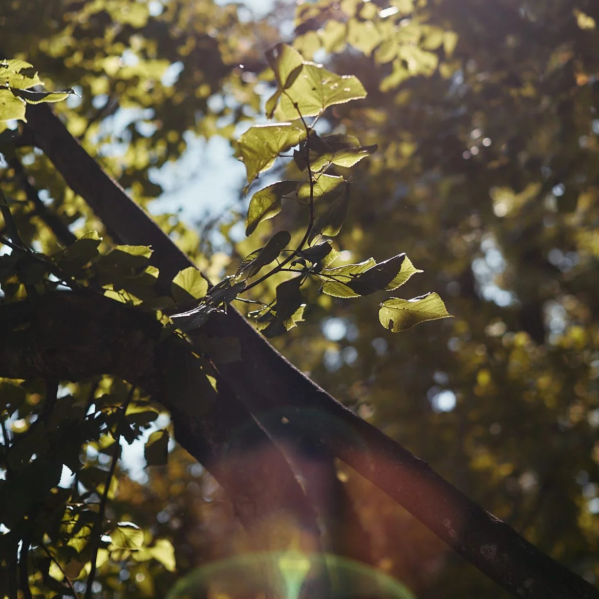 Baum mit Lichteinfall