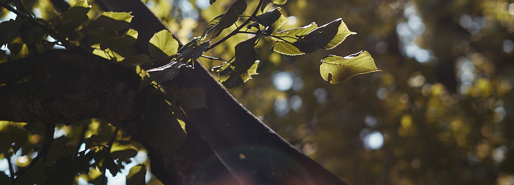 Baum mit Lichteinfall