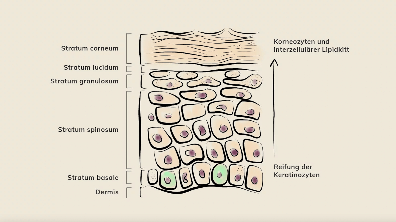 Hautschichtzeichnung