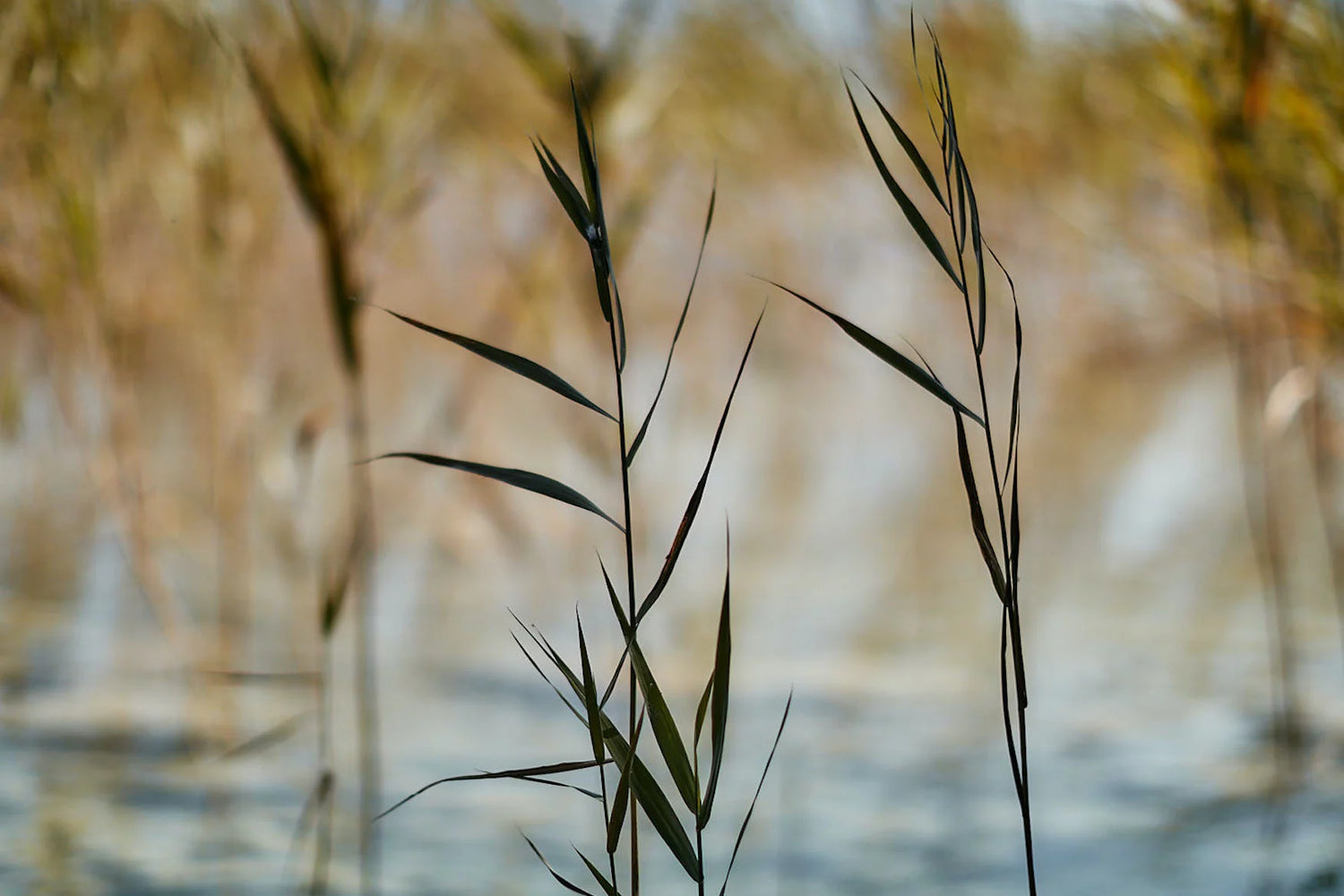 Tegernsee mit Gräsern