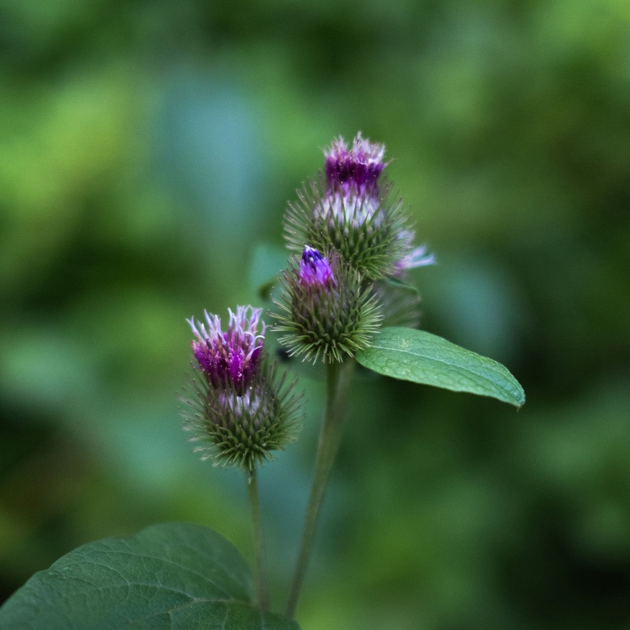 Nahaufnahme der Blüte einer Klette