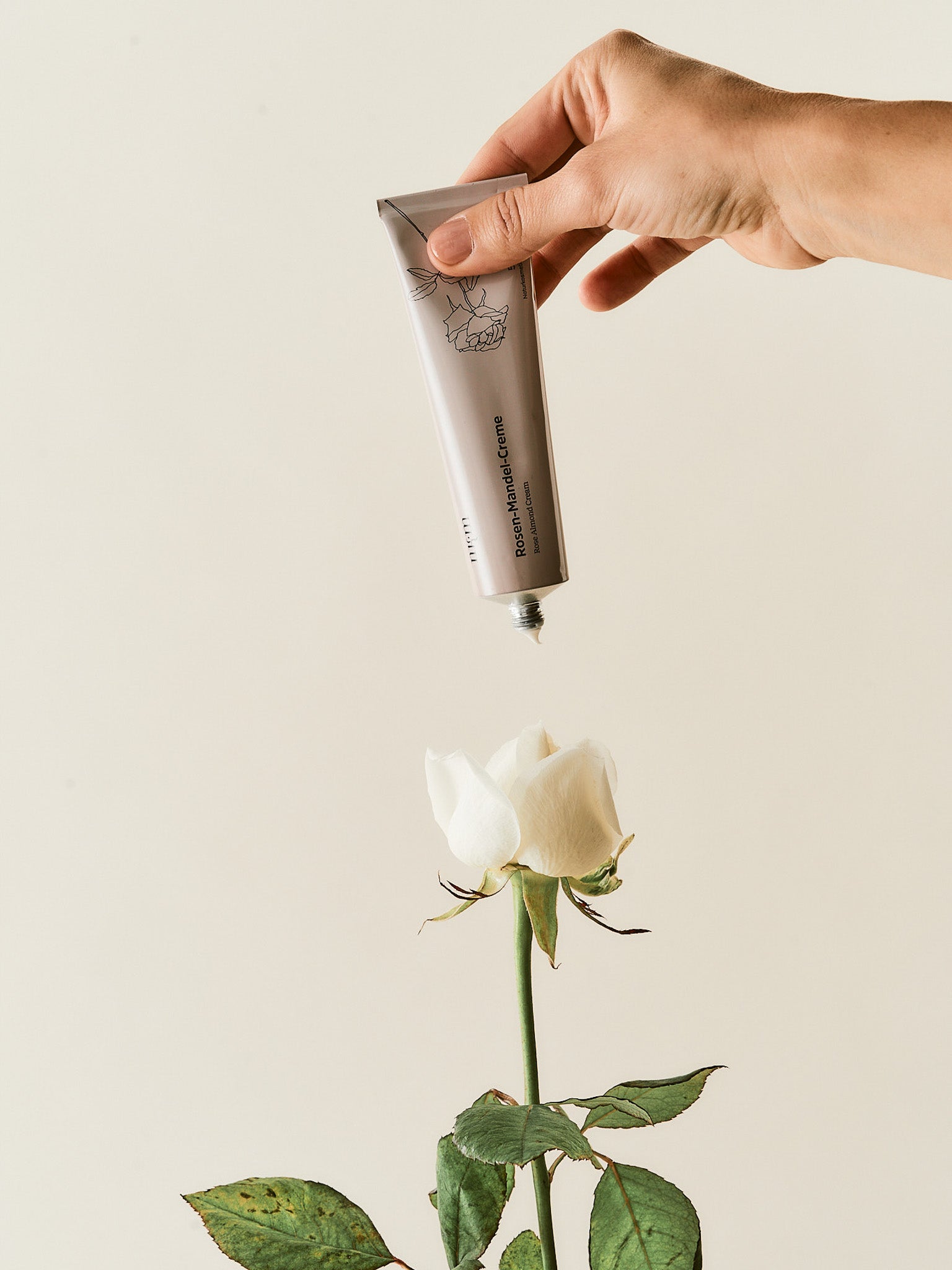 Rosen-Mandel-Creme wird über einer weißen Rose gehalten