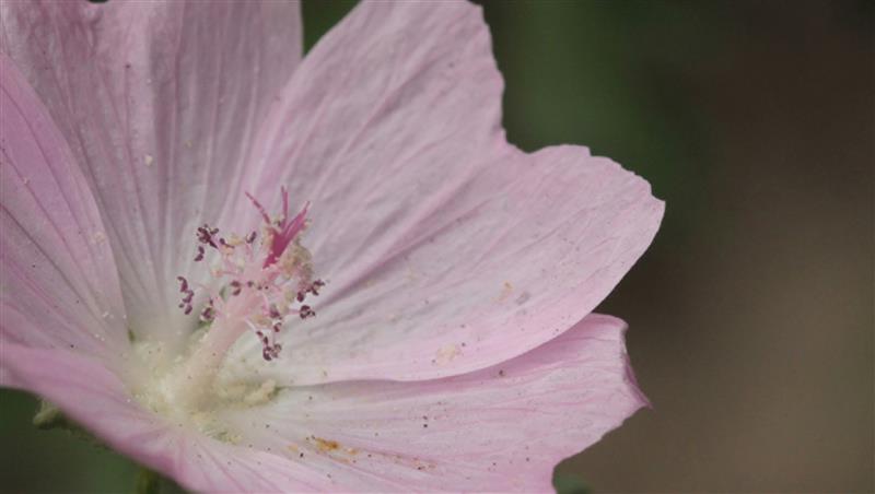 Malvenblüten in der Naturkosmetik