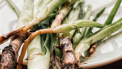 Die Aloe-Vera-Pflanze