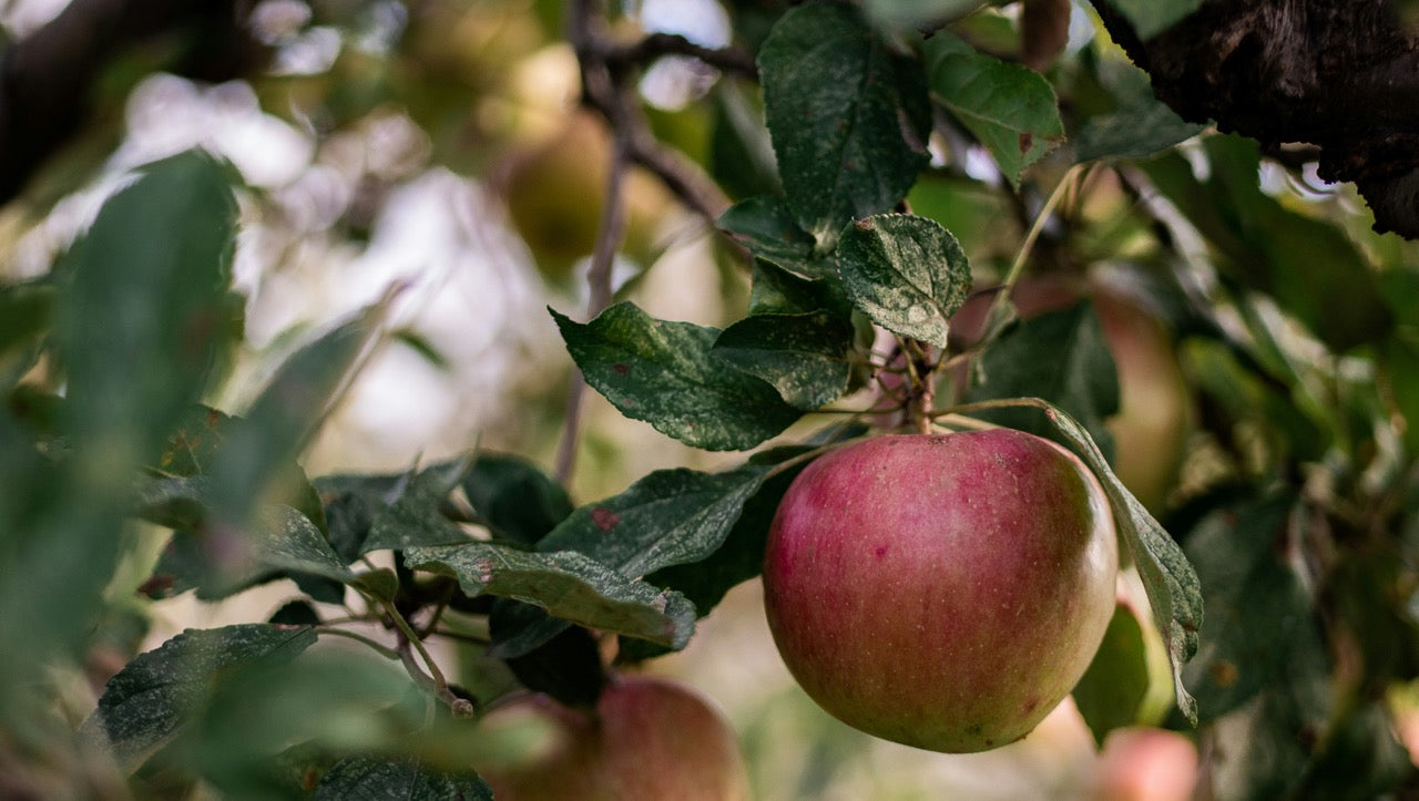 Akne und Ernährung