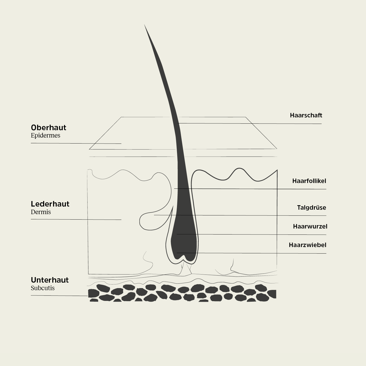 nkm Illustration einer Haarwurzel mit den verschiedenen Hautschichten 
