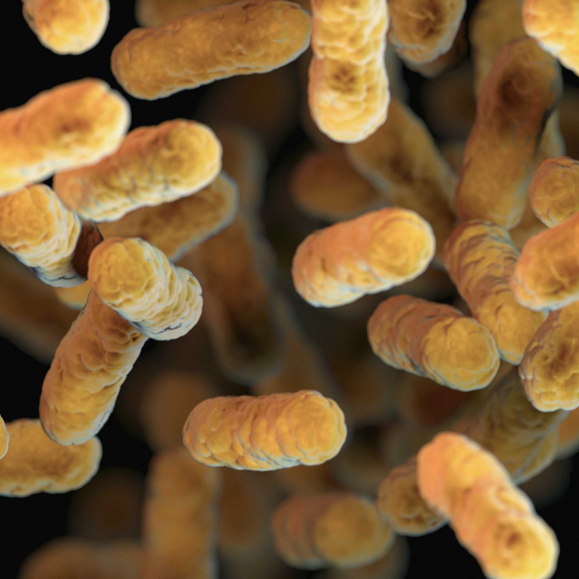 Lactobacillus-Ferment, Bakterien 