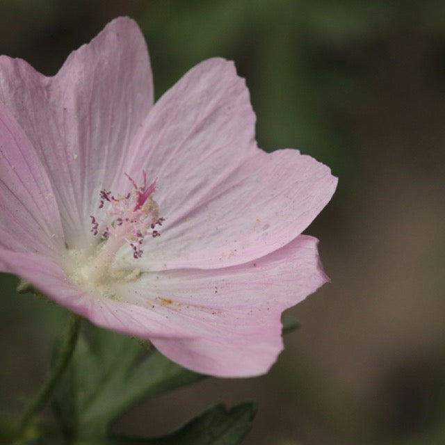 Bild einer Malven-Blüte